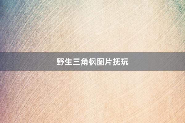 野生三角枫图片抚玩