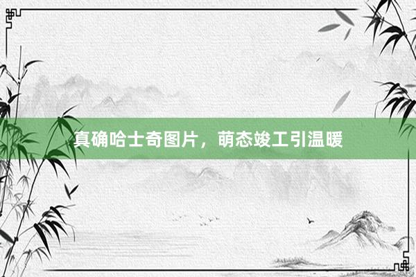 真确哈士奇图片，萌态竣工引温暖